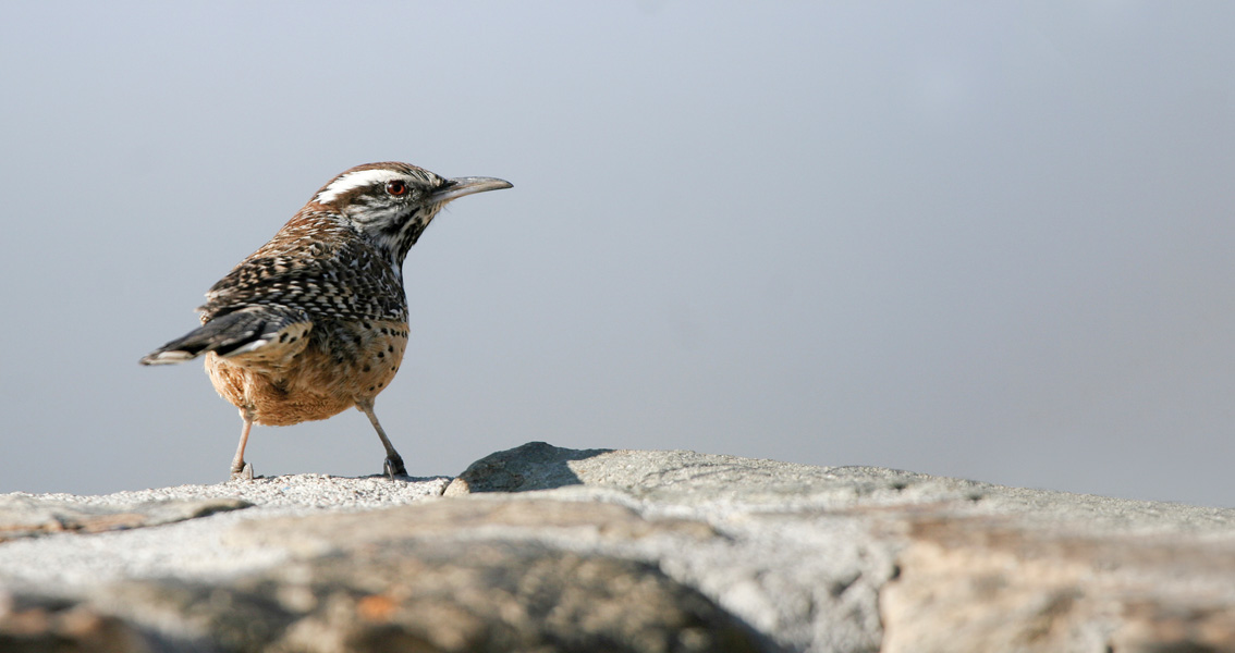 Close up of a cactus wren